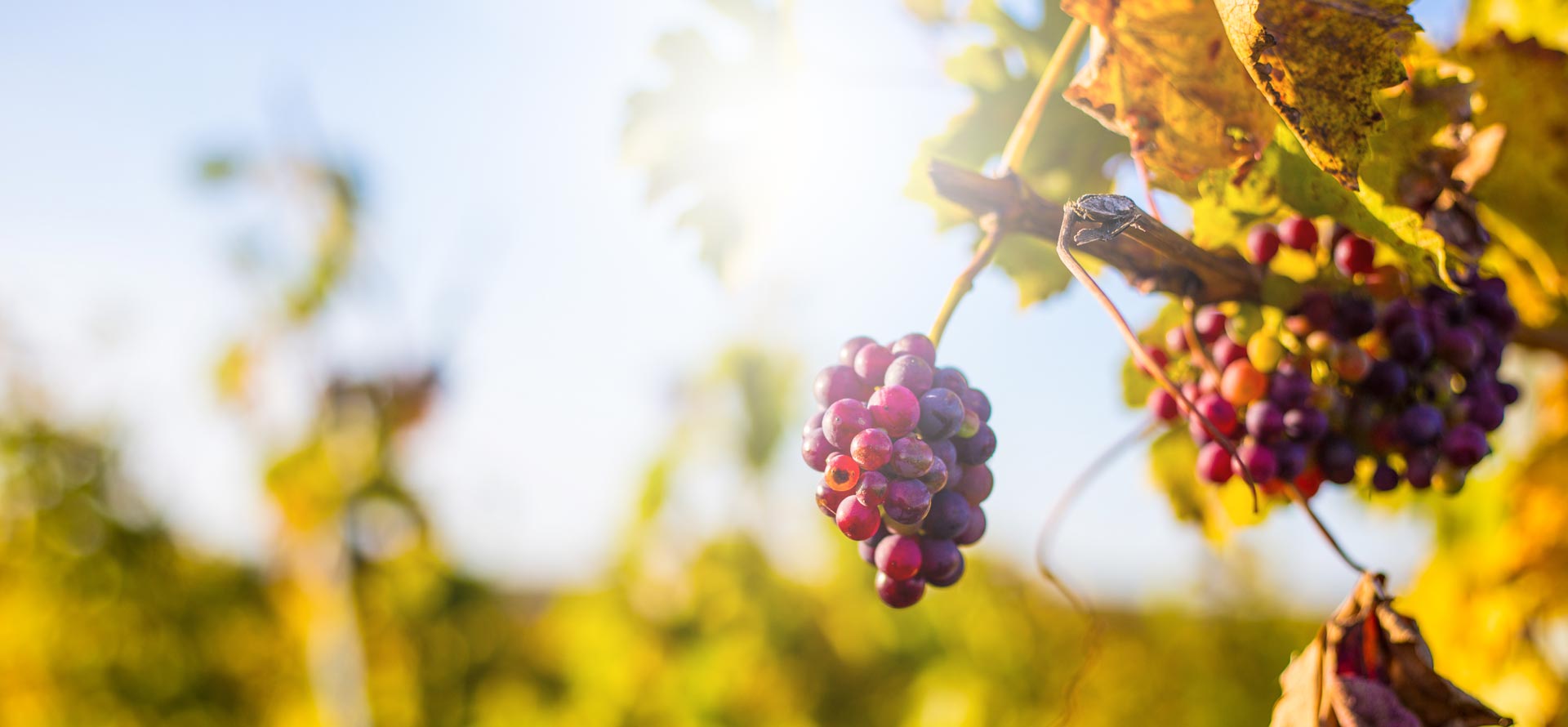 Weingut Scherner Kleinhanß